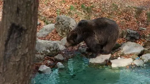 - ORSO SUPERSTAR. Sono stati gli orsi bruni, ospitati negli appositi recinti, e tutte le altre specie autoctone che popolano l'area protetta di Spormaggiore, a decretare il grande successo del Parco faunistico che nel corso dell'estate ha visto un incremento di visitatori superiore al 40% ripetto allo scorso anno: quota 40 mila e' a portata di mano.