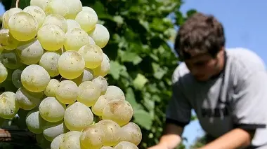 Un vigneto, anche a Belluno si può piantare Prosecco doc