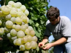 Un vigneto, anche a Belluno si può piantare Prosecco doc