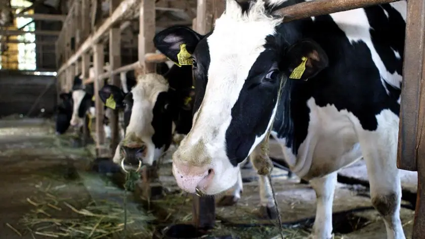 20090130 - ROMA - ECO - PARMALAT: CRESCE INCERTEZZA TRA ALLEVATORI, DEBITO 120 MLN - Mucche all'interno di una stalla in una foto di archivio. ..Il Consiglio dei Ministri ha approvato, secondo quanto si apprende da fonti governative, il decreto legge sulle quote latte presentato dal Ministro delle Politiche agricole alimentarie e forestali Luca Zaia..Il Decreto sulle quote latte sana una vicenda che si trascina da 25 anni e che solo nella campagna ..lattiera 2007-2008 e' costata all'Italia 160 mln di multe. Il decreto arriva dopo un accordo con Bruxelles siglato il 20 novembre scorso e che ha attribuito all'Italia 620.000 tonnellate di produzione in piu' per un valore di mercato di circa 240 milioni di euro. .. EVERETT K. BROWN/ANSA-ARCHIVIO/ KLD