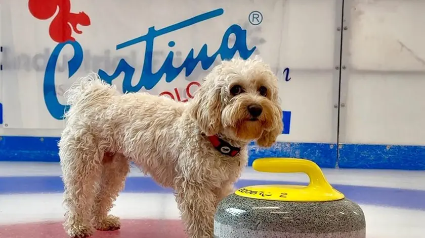 Il cane Chico sul ghiaccio dell’Olimpico, posa al fianco di una stone da curling