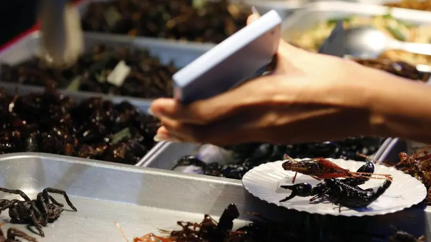 epa03831312 (14/15) A Thai vendor shows fried insects prices to tourists with a calculator at Khao Sarn road, a spot tourist area in Bangkok, Thailand, 20 July 2013. Insects have long been on the menu in Thailand, but academics and the United Nation's Food and Agriculture Organization (FAO) officials are hoping they will become a more common global source of protein and nutrients to meet the need for growing world food requirements in the future. EPA/NARONG SANGNAK PLEASE REFER TO ADVISORY NOTICE (epa03831298) FOR FULL FEATURE TEXT