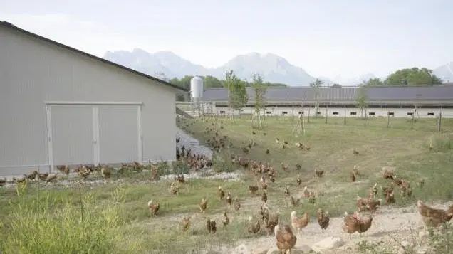 Le galline dell’azienda biologica razzolano all’aria aperta. Le uova vengono vendute con il marchio “luovo dalle Dolomiti”