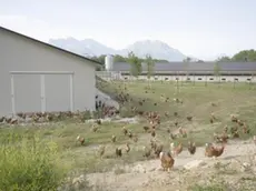 Le galline dell’azienda biologica razzolano all’aria aperta. Le uova vengono vendute con il marchio “luovo dalle Dolomiti”
