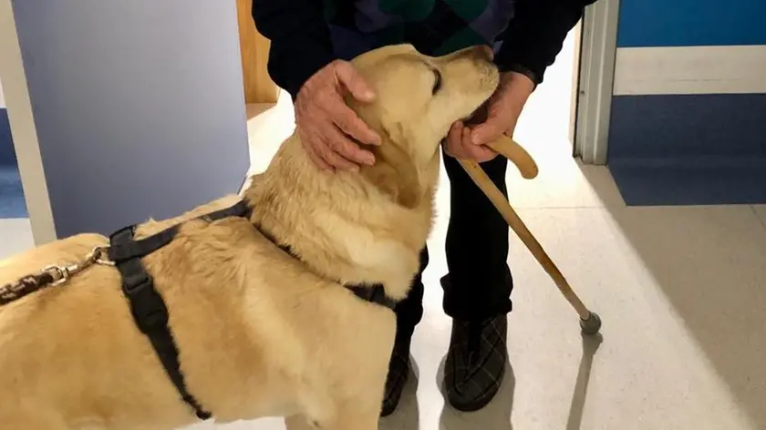 Il labrador Masha con un ospite della casa di riposo