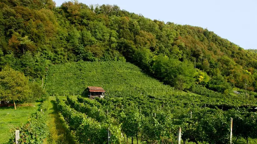 Un vitigno a Feltre