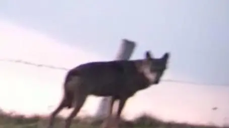 Uno dei lupi fotografato dai gestori di malga Pradalon