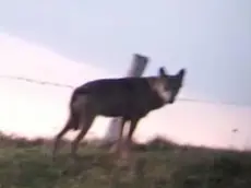 Uno dei lupi fotografato dai gestori di malga Pradalon