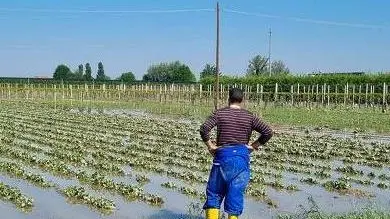 Un agricoltore nel suo campo allagato
