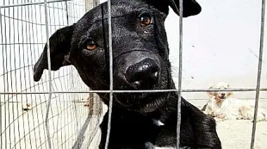 La sede dell’associazione San Francesco al Casonetto, nel Feltrino troppi animali abbandonati