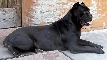 Totò, il cane tenuto in condizioni disumane dal suo padrone