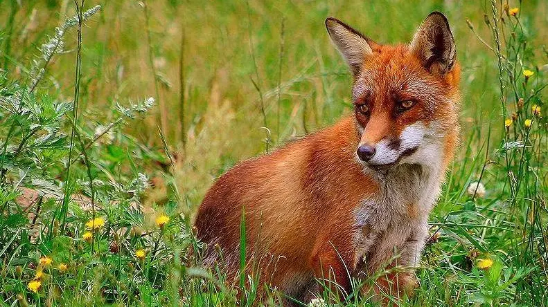 Una volpe in un prato Una volpe sono questi animali il vettore del virus Sopra una volpe rossa e' epidemia di rabbia tra i selvatici