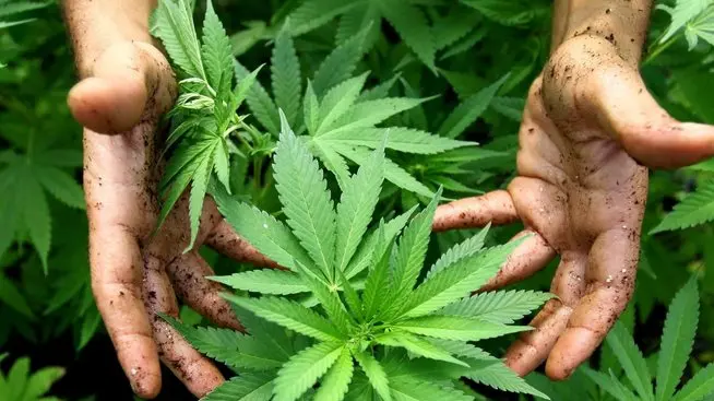 epa02310452 A worker tends to cannabis plants at a growing facility for the Tikun Olam company near the northern Israeli town of Safed on 31 August 2010. In conjunction with Israel's Health Ministry, the company currently distributes cannabis or Marijuana for medicinal purposes to over 1,800 people to help relieve pain caused by various health conditions. EPA/ABIR SULTAN ISRAEL OUT