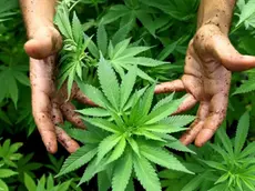 epa02310452 A worker tends to cannabis plants at a growing facility for the Tikun Olam company near the northern Israeli town of Safed on 31 August 2010. In conjunction with Israel's Health Ministry, the company currently distributes cannabis or Marijuana for medicinal purposes to over 1,800 people to help relieve pain caused by various health conditions. EPA/ABIR SULTAN ISRAEL OUT