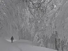 Un'immagine della neve sull'Appenino Tosco-Romagnolo, 24 febbraio 2018. ANSA/MAURIZIO DEGL'INNOCENTI