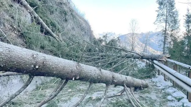 Alberi sradicati dal vento a Calalzo sulle strade per Rizzios e Praciadelan causa forte vento