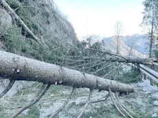 Alberi sradicati dal vento a Calalzo sulle strade per Rizzios e Praciadelan causa forte vento