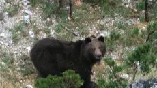 L'orso fotografato dai forestali di Sospirolo