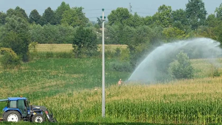 20060725 AGRICOLTURA IRRIGAZIONE (BERTOLIN/Bertolin ) Coltivazione intensiva nella campagna veneta