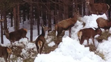 Cervi in cerca di cibo al disgelo