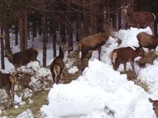 Cervi in cerca di cibo al disgelo