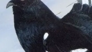 Il gallo forcello del mese di maggio