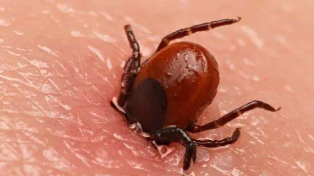 Il morso di una zecca