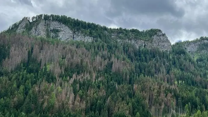 Tra la vegetazione si notano le macchie grige degli alberi colpiti dal coleottero