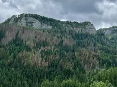 Tra la vegetazione si notano le macchie grige degli alberi colpiti dal coleottero