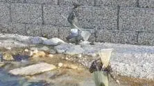 Volontari del Bacino 10 durante un recupero di fauna ittica