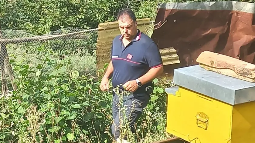 Il sopralluogo dei carabinieri forestali ad Arsiè dopo la visita dell'orso