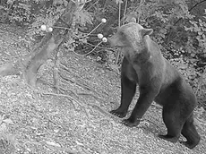 L'orso immortalato tra Arten e Facen nel Feltrino nei giorni scorsi