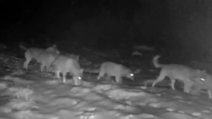 Un branco di undici lupi durante l'ondata di maltempo sull'Altopiano di Asiago. E' destinato a diventare virale l'eccezionale video pubblicato su Facebook da Enrico Ferraro. Il biologo, con una grande passione per la fotografia, da tempo segue gli spostamenti dei lupi sull'altopiano. Il branco è stato immortalato con una fototrappola durante la tempesta che ha causato grossi danni nel nordest. ANSA/FERMO IMMAGINE VIDEO/ENRICO FERRARO +++ATTENZIONE LA FOTO NON PUO? ESSERE PUBBLICATA O RIPRODOTTA SENZA L?AUTORIZZAZIONE DELLA FONTE DI ORIGINE CUI SI RINVIA+++