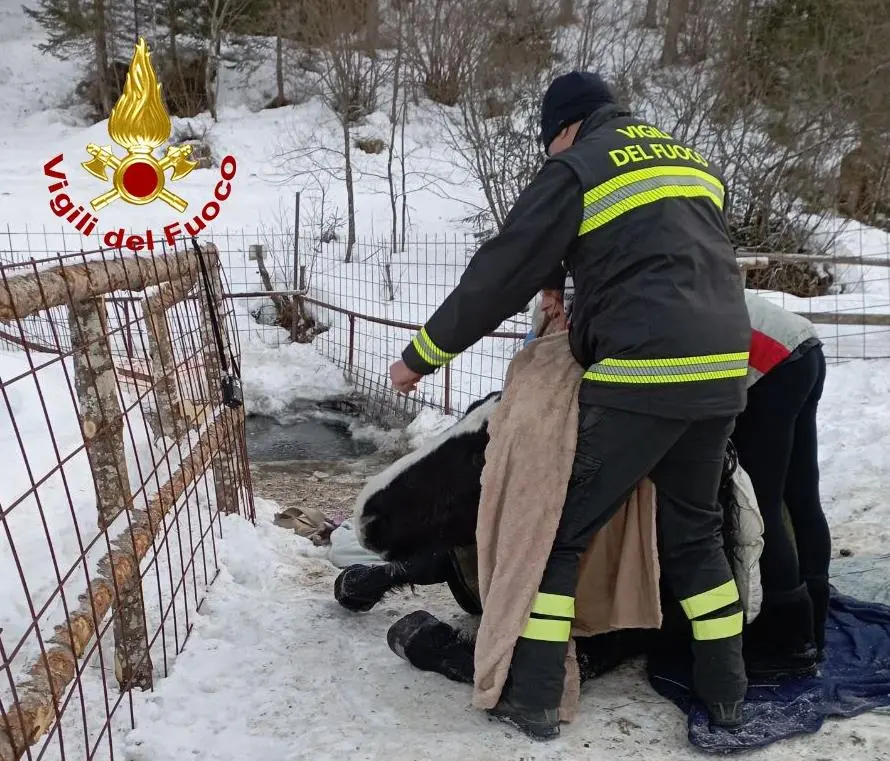 Le operazioni di salvataggio del cavallo caduto nel torrente