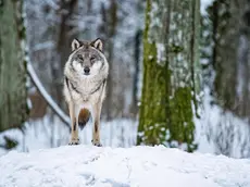 Wolf (Canis lupus) in the Show Reserve in Bia=owie????a, Eastern Poland, 5 January 2019. ANSA/Wojciech Pacewicz POLAND OUT