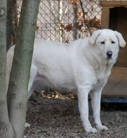 Emma è un cane di taglia grande che cerca casa