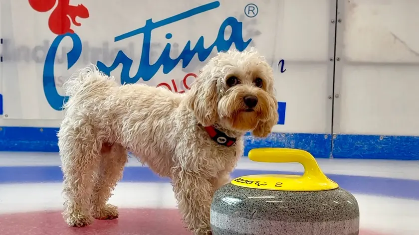 Il cane Chico star dei social prende confidenza con il curling