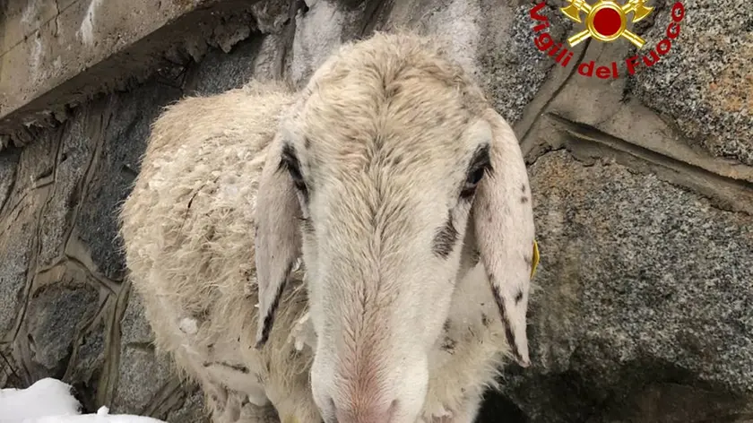 La pecora con il suo agnellino salvati a Santo Stefano di Cadore (Foto vigili del fuoco)