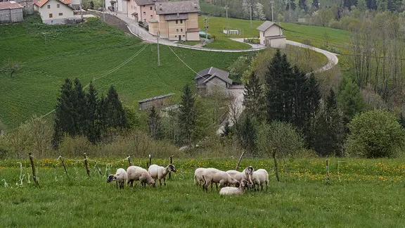 A San Martino di Chies d'alpago vengono ritrovate alcune pecore sbranate. si pensa all'orso