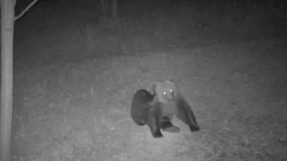 Una delle immagini dell'orso alle porte della frazione fonzasina di Arten