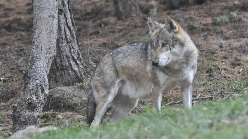 In Italia sono stati stimati 3.300 lupi, di cui 950 nell'arco alpino, 2.350 nel resto della Penisola