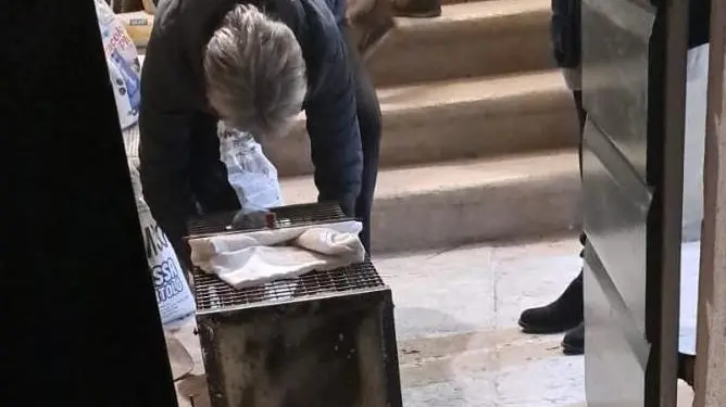La gabbia trappola messa a disposizione da una volontaria della protezione animali per cercare di prendere il gatto intrappolato al teatro la Sena di Feltre