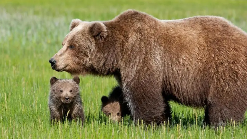 L'orsa Daniza con i cuccioli. ANSA/ UFFICIO STAMPA/ CORPO FORESTALE DELLO STATO +++ NO SALES EDITORIAL USE ONLY +++