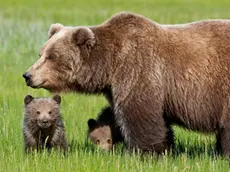 L'orsa Daniza con i cuccioli. ANSA/ UFFICIO STAMPA/ CORPO FORESTALE DELLO STATO +++ NO SALES EDITORIAL USE ONLY +++