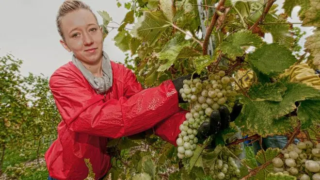 La prima vendemmia nel vigneto di venti ettari a Centore nella tenuta di Agostino Zadra