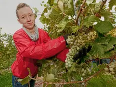 La prima vendemmia nel vigneto di venti ettari a Centore nella tenuta di Agostino Zadra