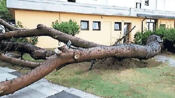 Un albero caduto al Villaggio San Paolo