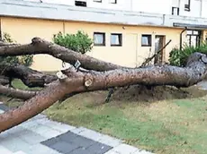 Un albero caduto al Villaggio San Paolo