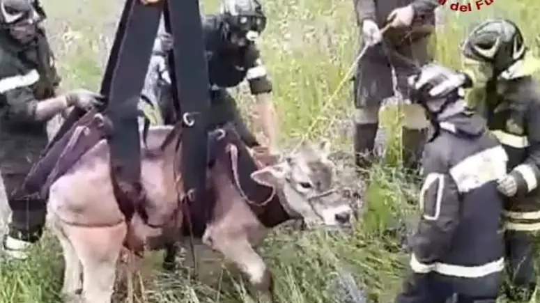 Il salvataggio della vitella a Selva di Cadore