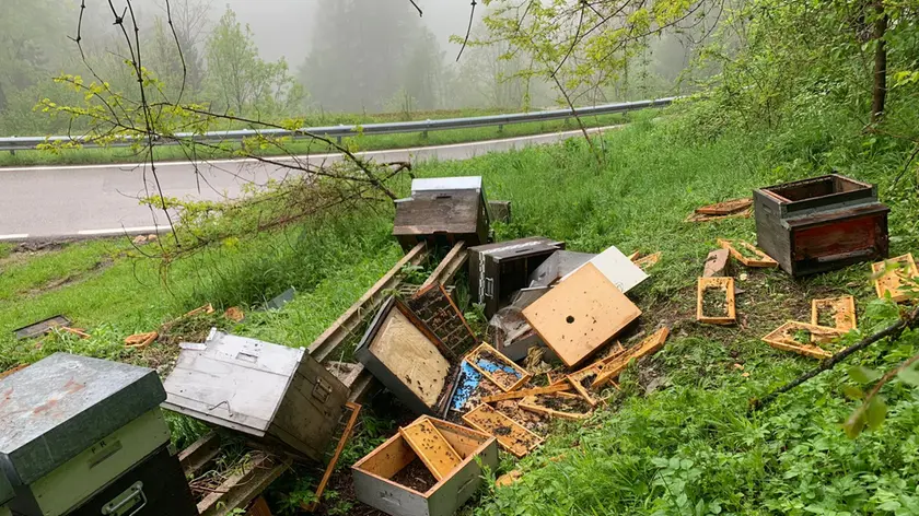 L'apiario devastato dall'orso a Fornesighe di Val di Zoldo